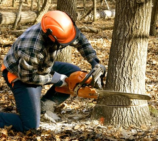 Tree Removal in Dazey, ND